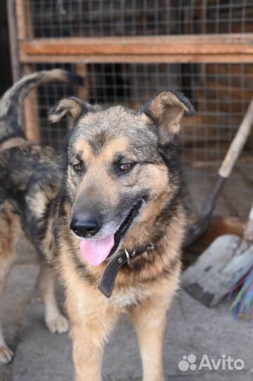 Метис овчарки