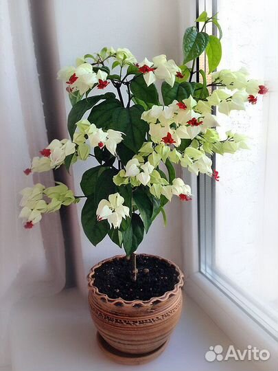 Клеродендрум томпсон