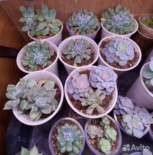 Эхеверии / суккуленты / пахиверии / хавортии
