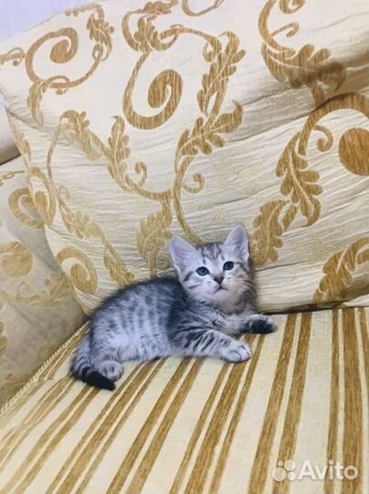 Отдам даром в добрые руки