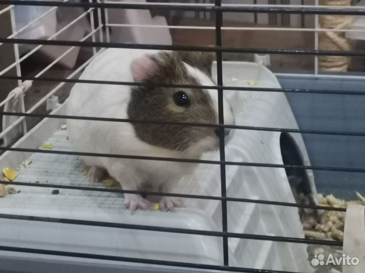 Морские свинки