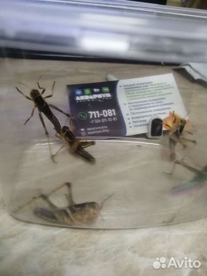 Кормовые насекомые, сверчки, бражник, тараканы