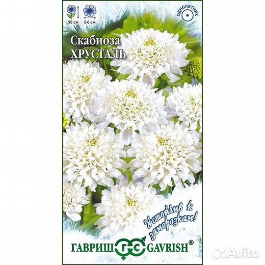 Скабиоза пурпурная Хрусталь махровая