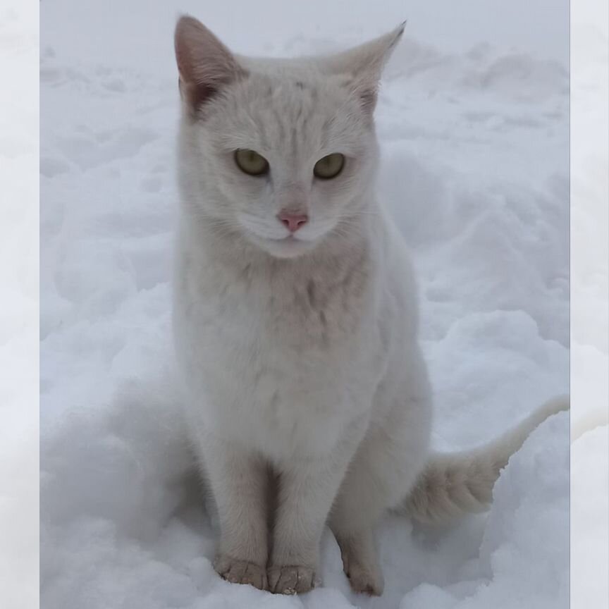 Кошки в добрые руки бесплатно