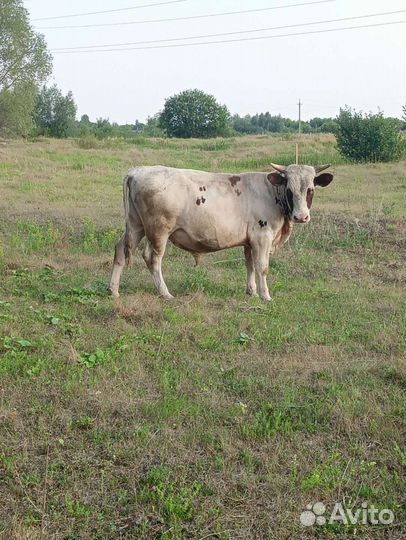 Коровы дойные