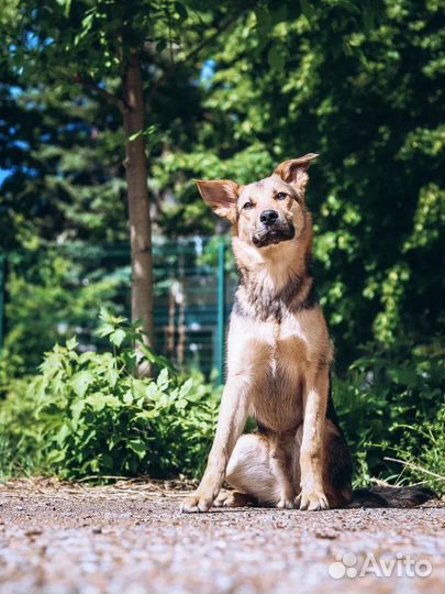 Щенок Потап 7 мес