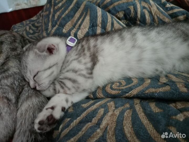 Шотландская вислоухая