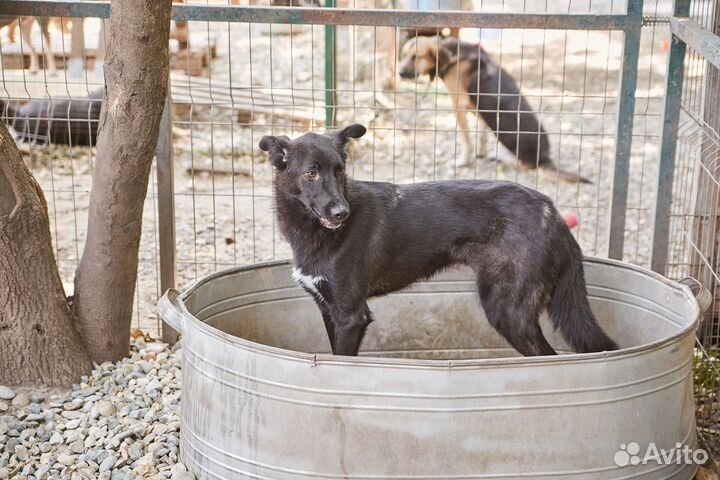 Молодой пес Джем в добрые руки