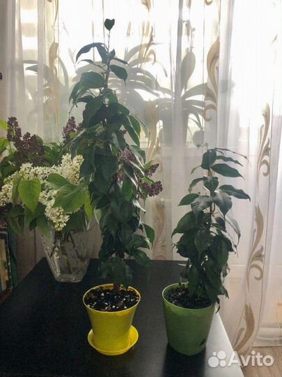 Фикус бенджамина