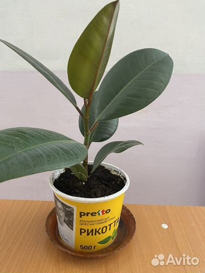 Фикусы эластика