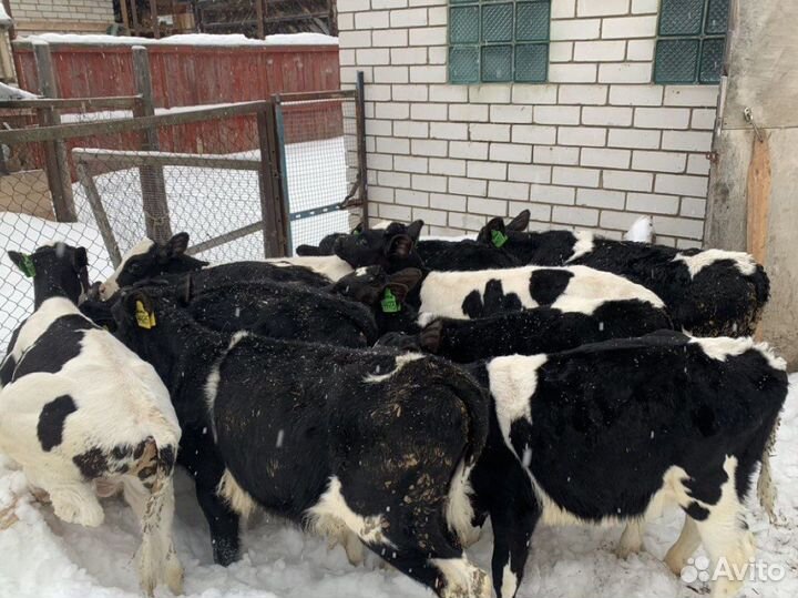 Бычки телята