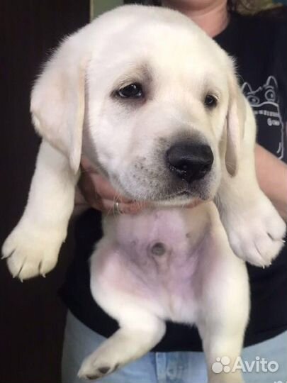 Щенки лабрадора