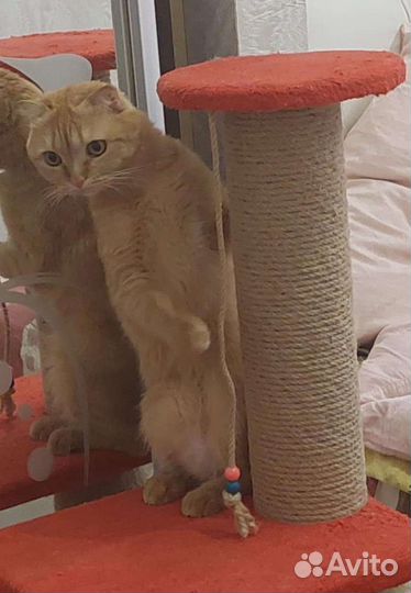 Передержка кошек