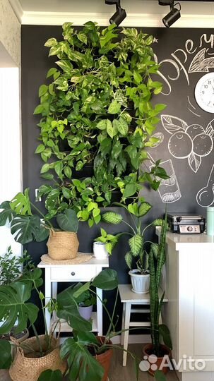 Комнатные цветы