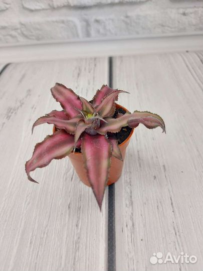 Крассула, криптантус