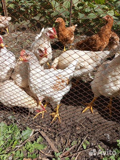 Петушки разных пород