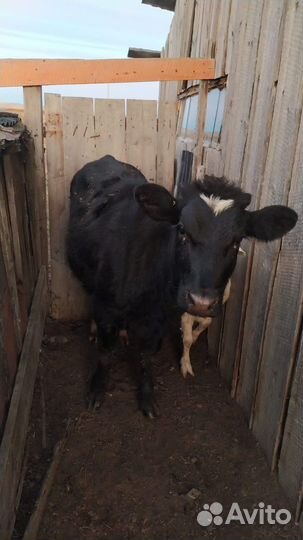 Телята бычок и телочка
