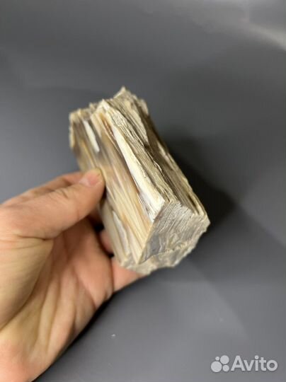 Окаменелое дерево