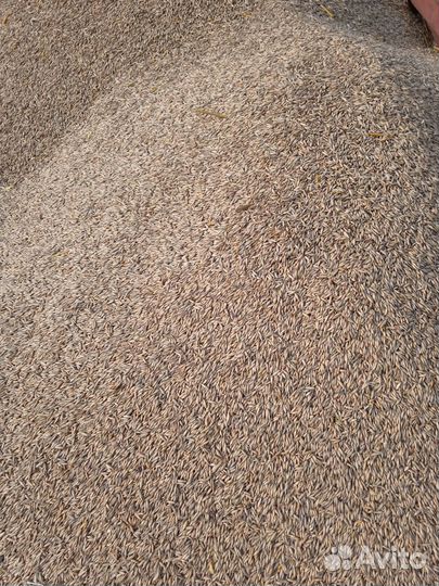 Продам овёс