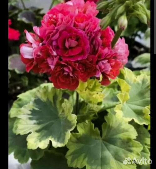 Пеларгония герань