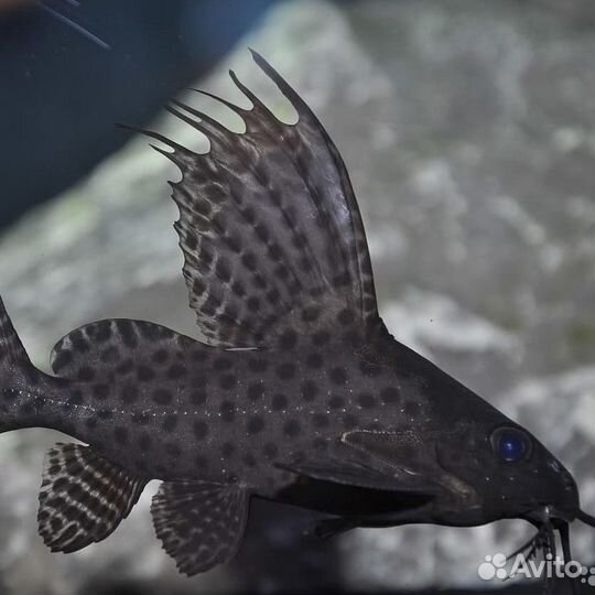 Сом синодонтис