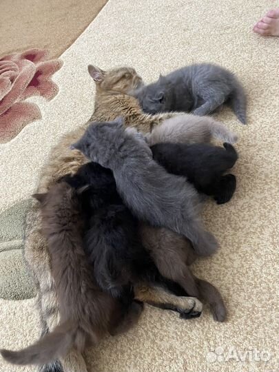 Котята в добрые руки