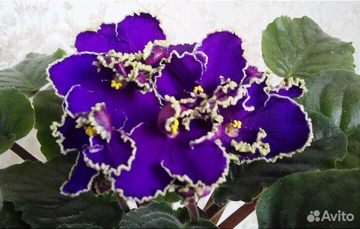 Листики сортовых фиалок