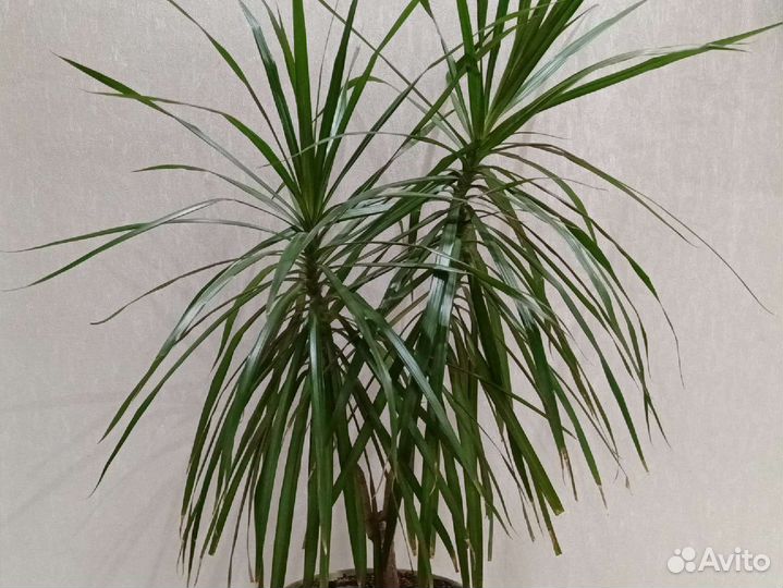 Пальма драцена