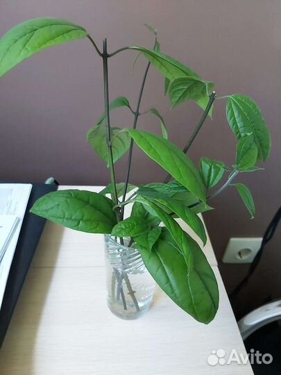 Клеродендрум