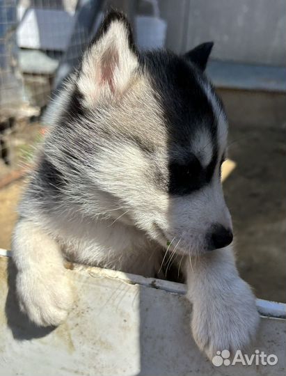 Продаются щенки