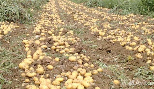 Продаю молодой картофель
