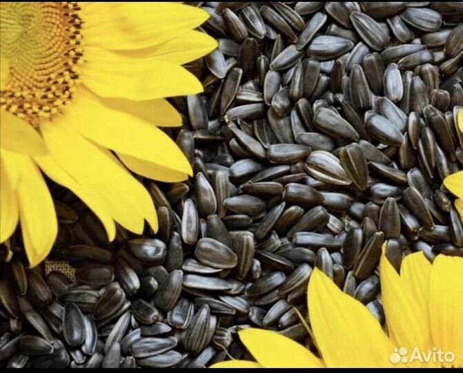 Пшеница в мешках