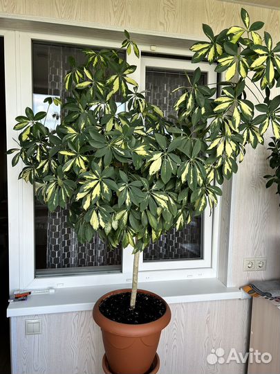 Комнатные цветы шефлера