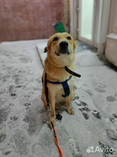 Собаки бесплатно