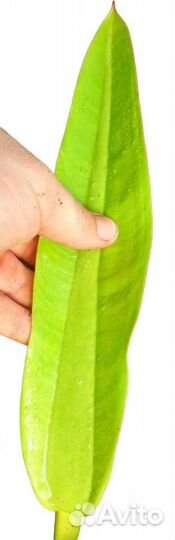 Филодендрон Crassinervium