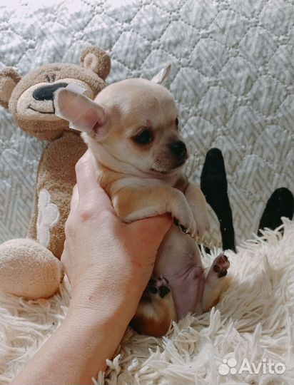 Щенки чихуахуа