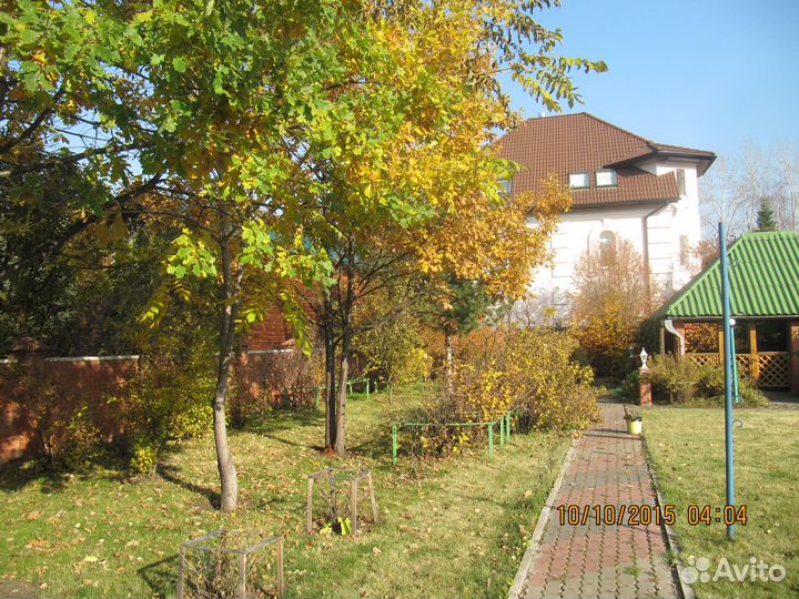 Дуб саженец