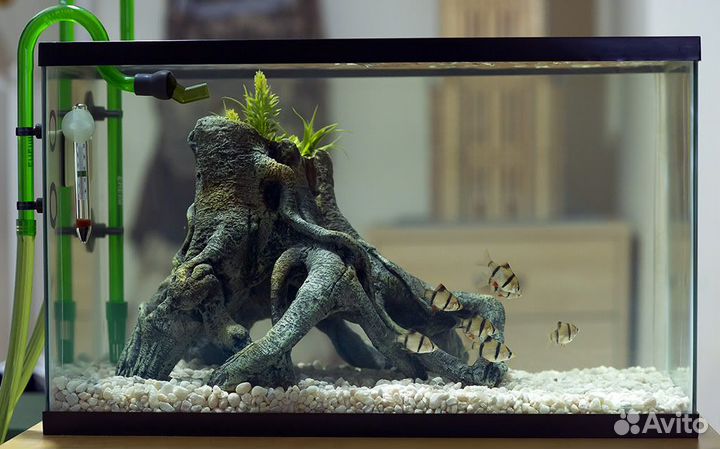 Аквариумные рыбки