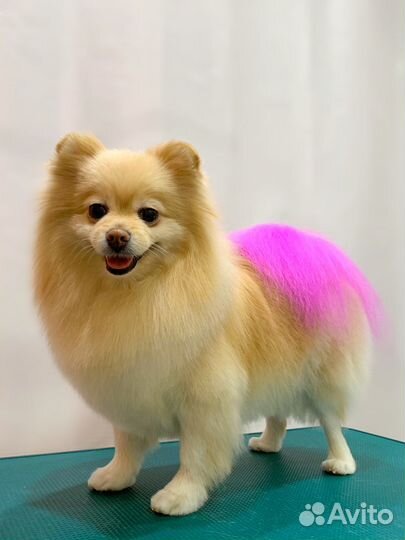 Красивые стрижки собак. Груминг