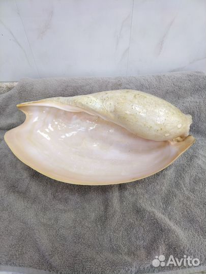 Ракушки морские