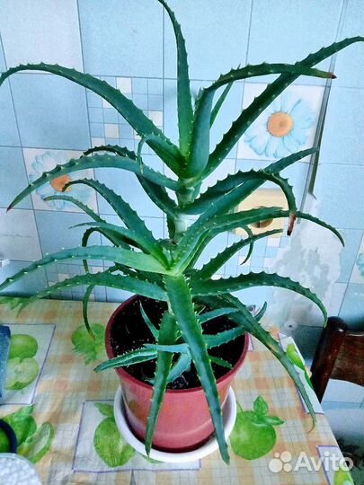 Алоэ лечебный