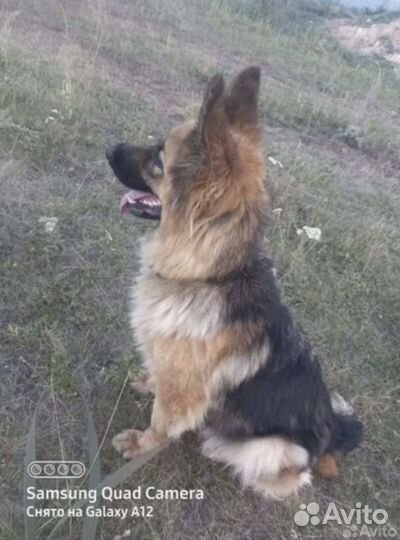 Продам щенят немецкой овчарки