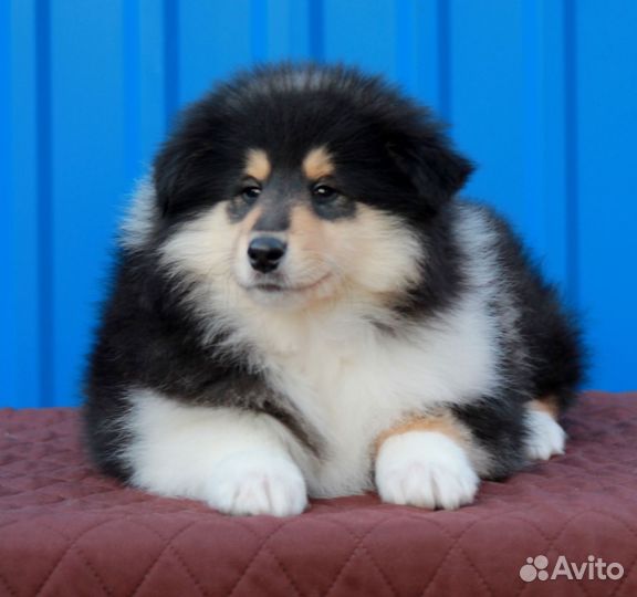 Щенки колли