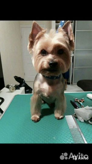 Стрижка животных,ветеринарная помощь