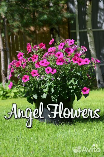 Петуния тайдал 30 литров