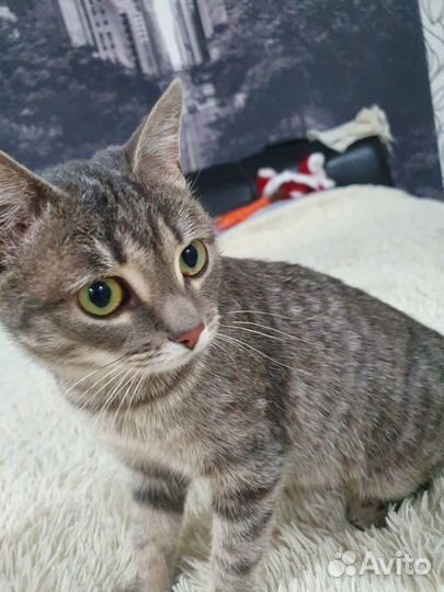 Отдам в добрые руки