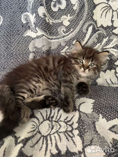 Котятки-ребятки