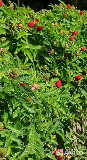 Тибетская малина саженцы