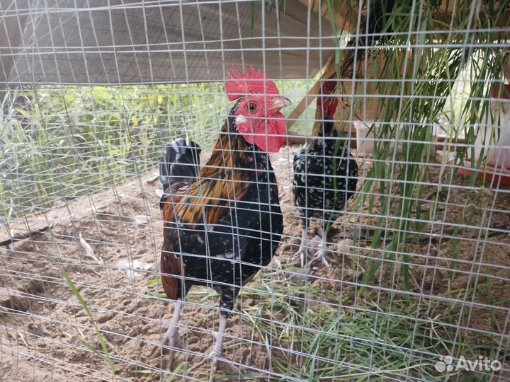 Петух бентамка маран