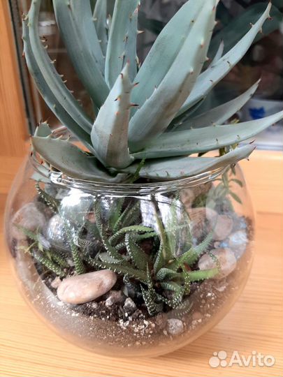 Флорариум с суккулентами